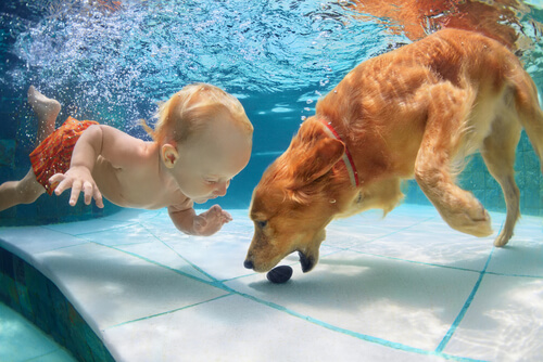 Perro nadando bajo el agua