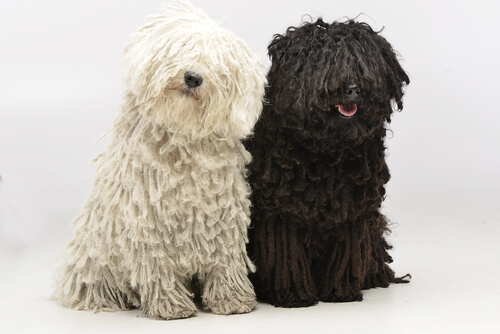 Perro puli: características