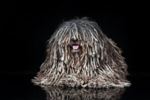 ¿Cómo se forman las rastas en los perros?