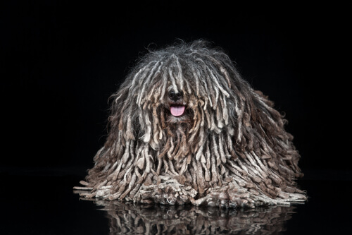 Perro puli con rastas