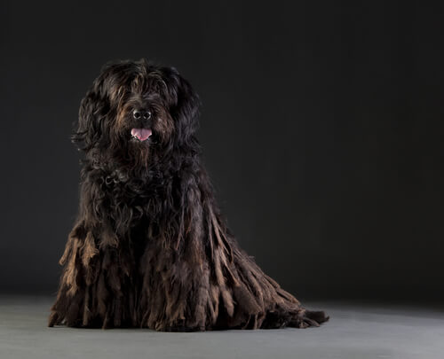 Perro de raza Bergamasco: cuidados