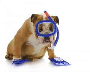 ¿Cómo enseñar a bucear a tu perro?