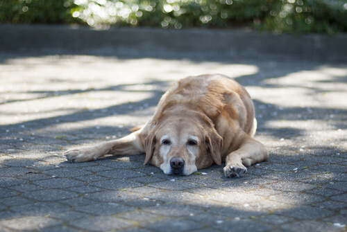 6 formas de descanso en perros