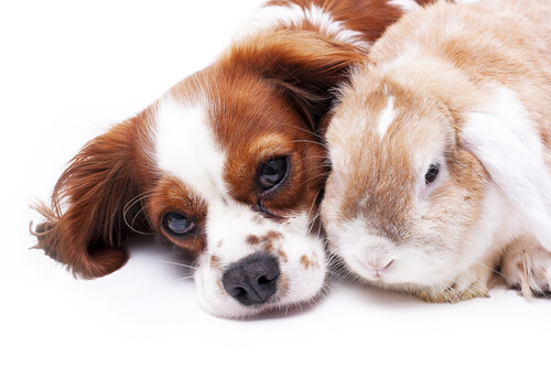 Perro y conejo: compatibilidad