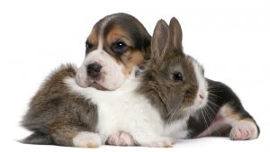 La convivencia entre un perro y un conejo