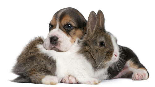 La convivencia entre un perro y un conejo