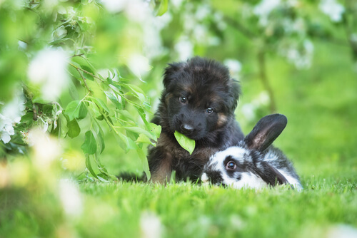 Perro y conejo jugando