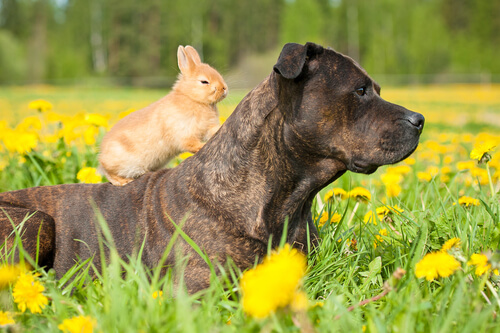 Perro y conejo juntos