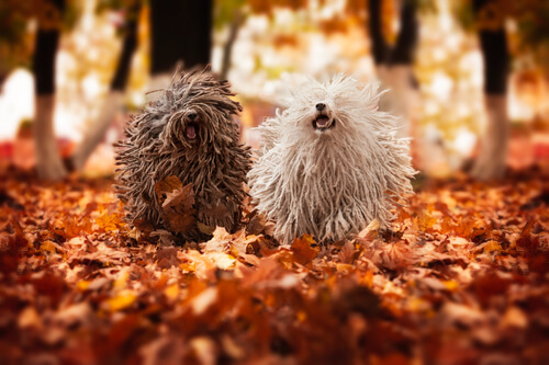 Perros puli: cuidados