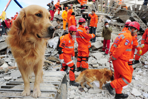 Perros de rescate: adiestramiento