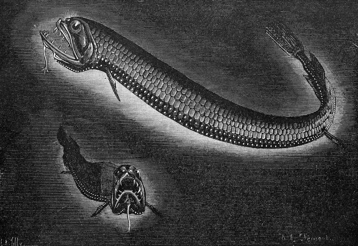 Pez dragón negro