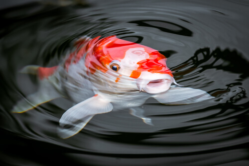 Un des animaux qui vit dans les lacs.