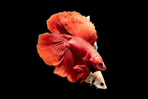 Animales Rojos 5 animales de color rojo - Mis Animales