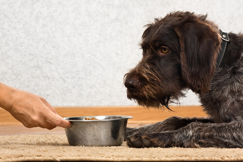 Pienso para la dieta de los perros