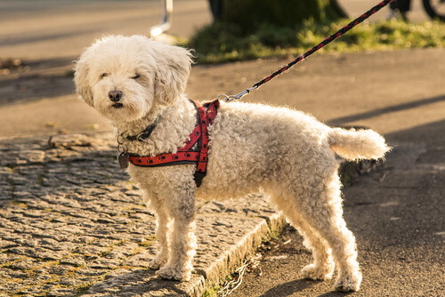 Poner arnés para perros