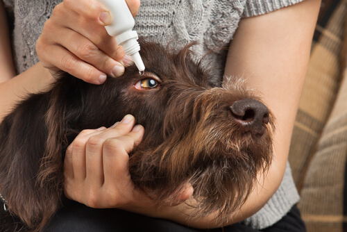 Bir köpeğe göz damlası damlatmak.