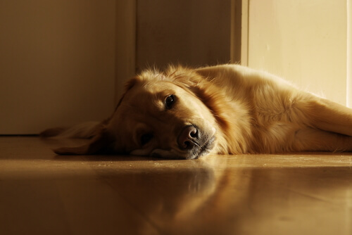 Por qué mi perro toma el sol