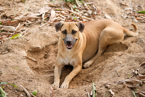 Por qué los perros cavan hoyos