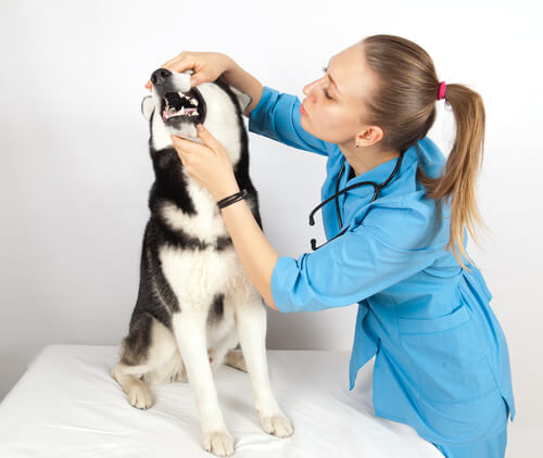 vet checking a husky's teeth for tartar.