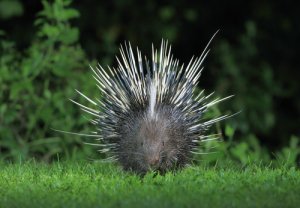 Puercoespín crestado: descubre sus caracterísisticas y hábitos