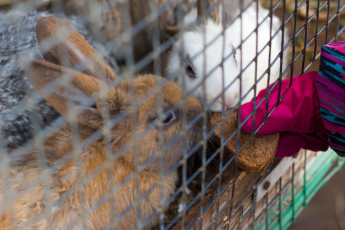 Agresividad en los conejos, ¿por qué y cómo solventarla?