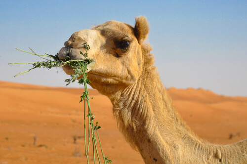 La curiosa alimentación del camello