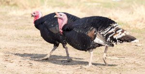 La alimentación del pavo doméstico