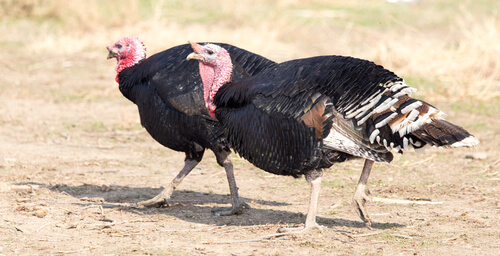 Qué comen los pavos