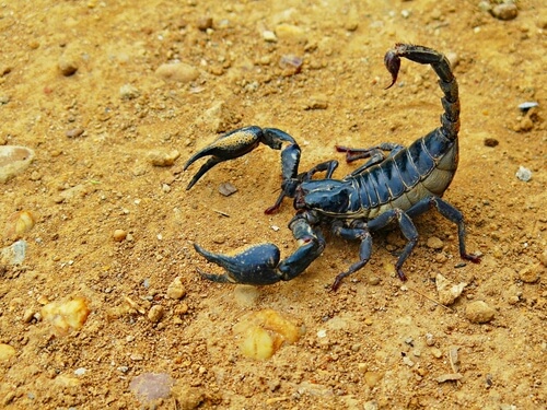 ¿Es mortal el veneno del escorpión?