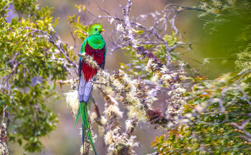 Quetzal: ave nacional de Guatemala