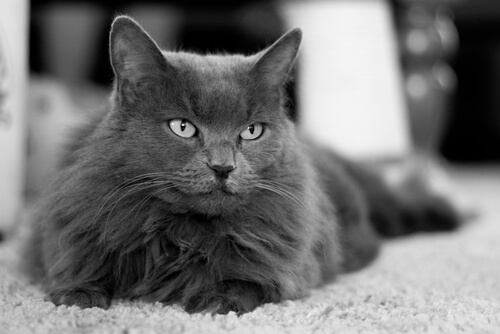 Raza gato nebelung: cuidados