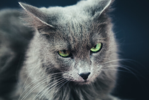 Raza de gatos nebelung: características