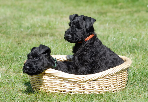 Raza Kerry Blue Terrier: carácter