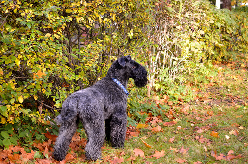 Raza Kerry Blue Terrier: cuidados