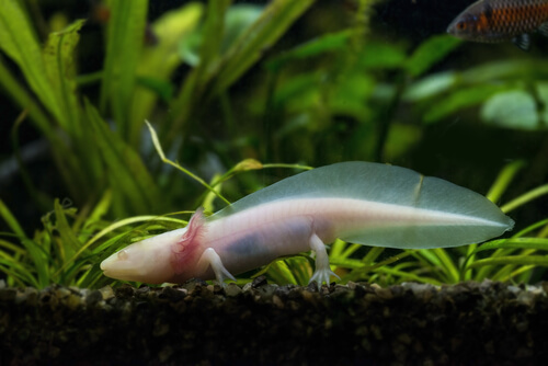 (Réptil) Salamandra aquática: características