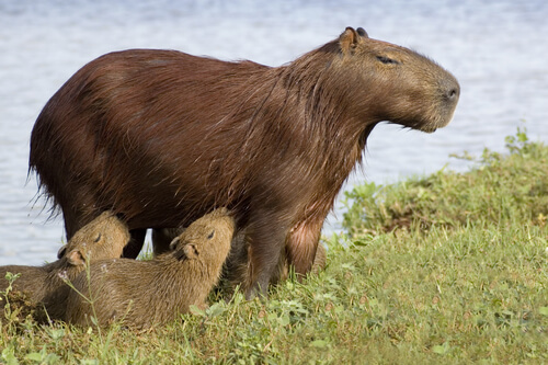 Specie fluviali: capibara
