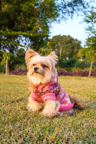 6 outfits yorkshire - Mis Animales