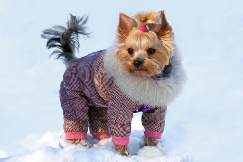Ropa para perros yorkshire terrier