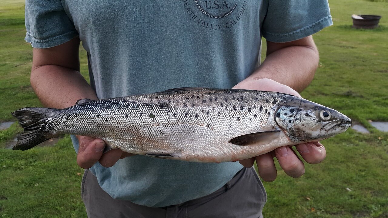 Salmón del Atlántico