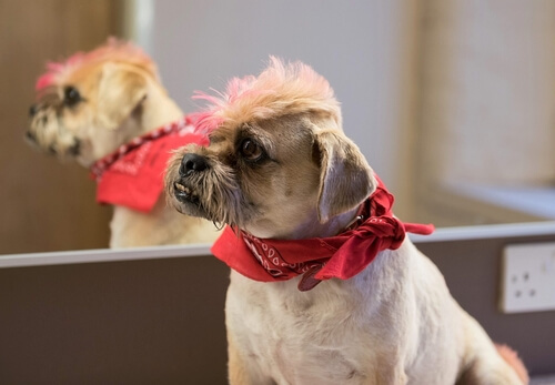 Dog with dyed fur and a haircut wearing a bandana