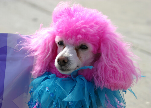 Dressed-up Poodle with pink fur: dyeing an animals's fur.