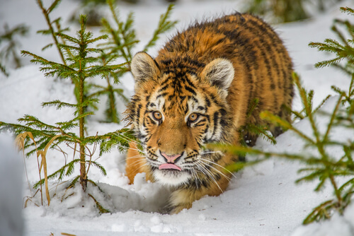 Tigre siberiano: tamaño