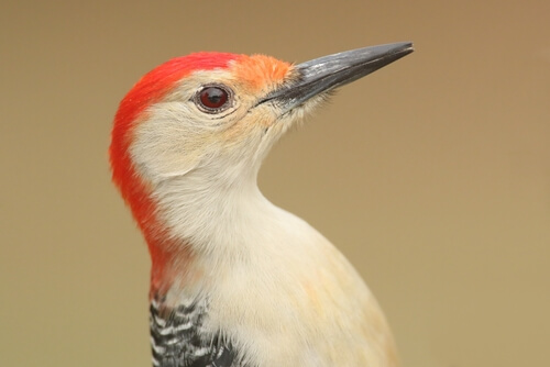 Tipos de pájaro carpintero