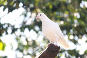 Consejos y cuidados de palomas