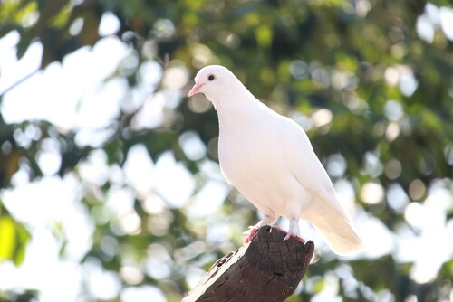 Tipos de palomas: blancas