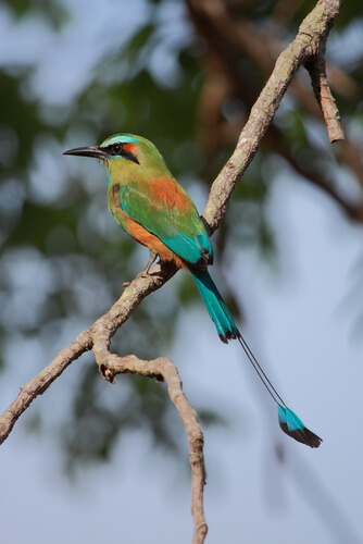Las 7 más bellas aves de Centroamérica