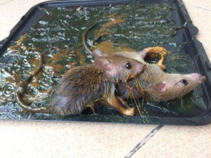 Lujoso Insistir encerrar Soluciones para las plagas de ratones - Mis Animales
