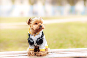 6 outfits para tu yorkshire