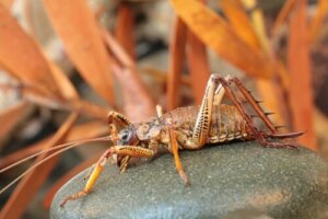 El weta, uno de los insectos más grandes del planeta