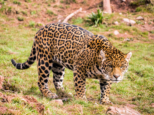 Yaguareté: el felino más completo